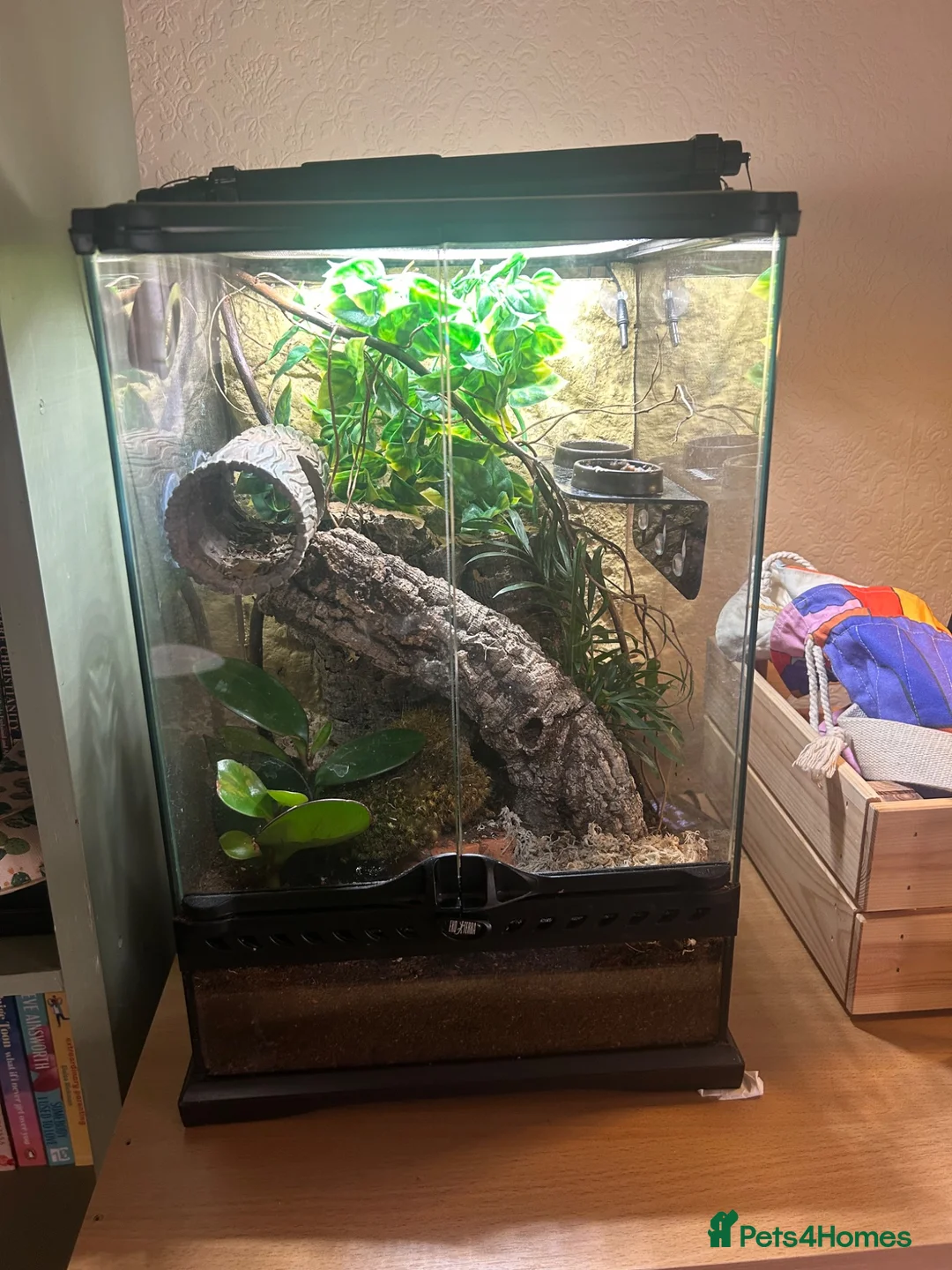 Gecko reptiles for sale: Crested gecko plus Bio active set up in Middlesbrough - Advert 1