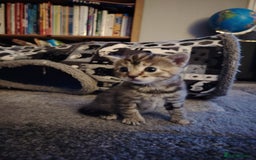 Mixed Breed cats for sale: Two female kitten's available  - Image 3