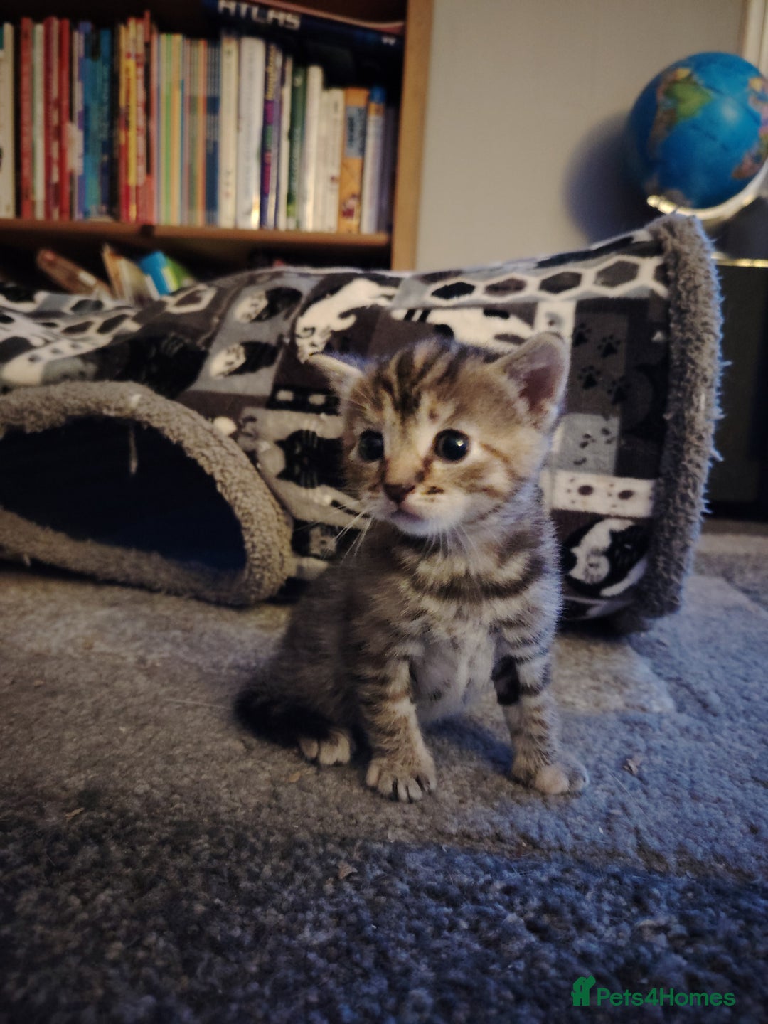 Mixed Breed cats for sale: Two female kitten's available  - Image 3