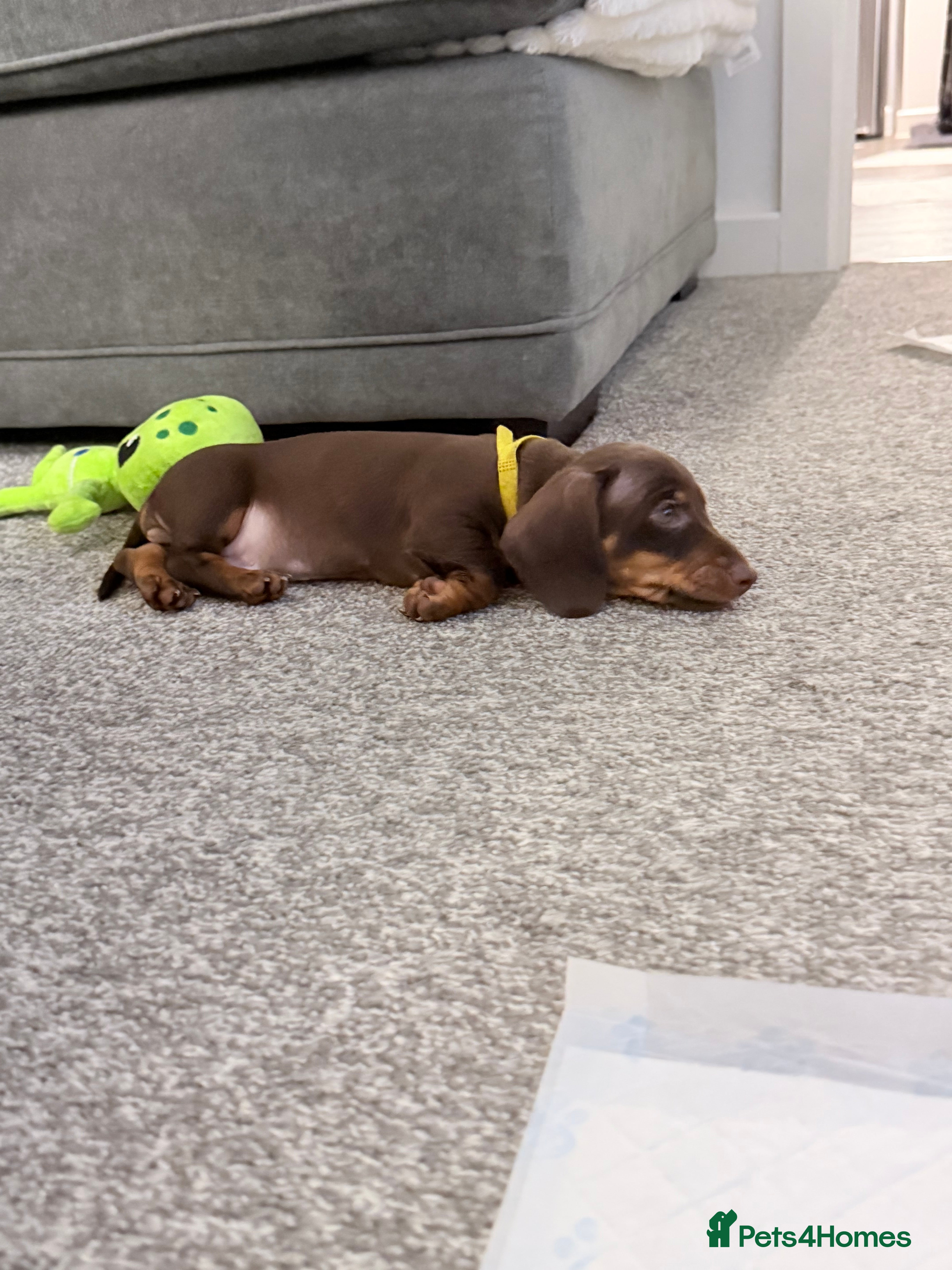 Miniature Dachshund dogs Male Miniature Dachshund Puppy - Advert 9