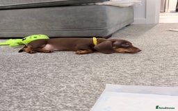 Miniature Dachshund dogs for sale: Male Miniature Dachshund Puppy - Image 1