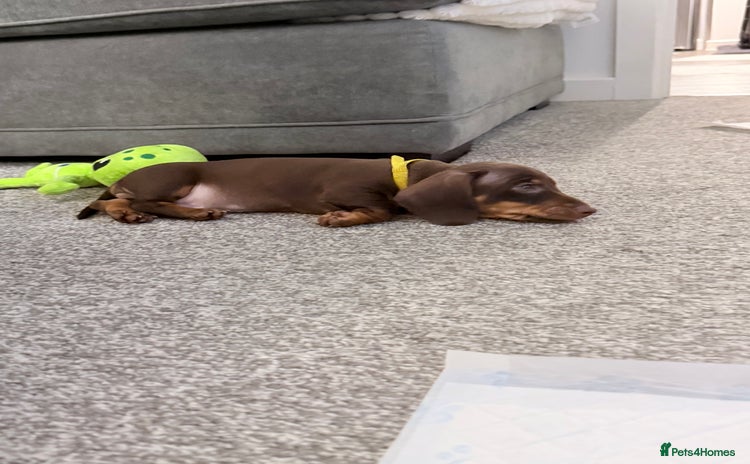 Miniature Dachshund dogs - Advert 12