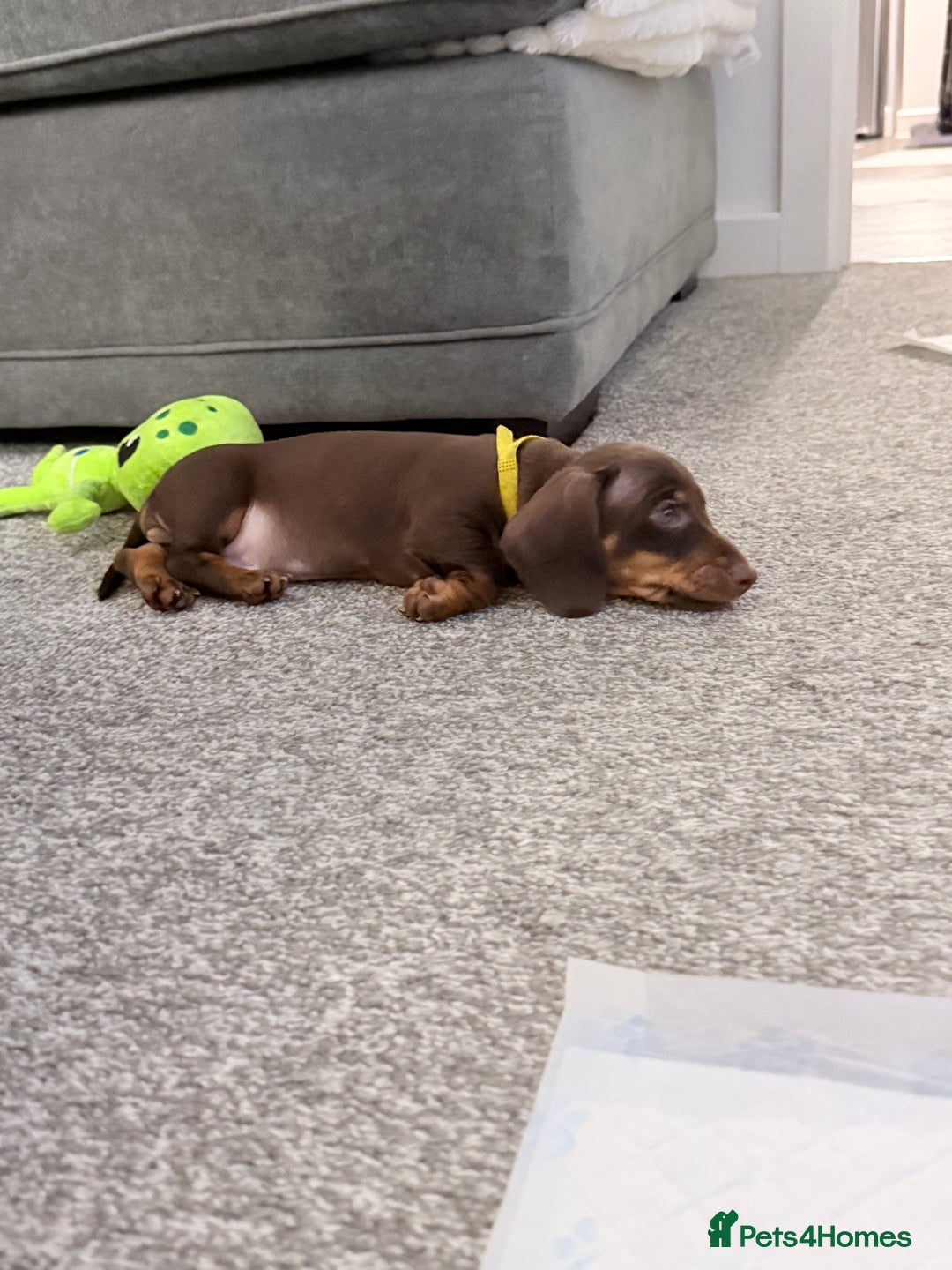 Miniature Dachshund dogs for sale: Male Miniature Dachshund Puppy - Image 1