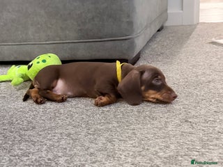 Miniature Dachshund dogs - Advert 23