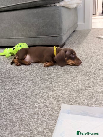 Miniature Dachshund dogs - Advert 7