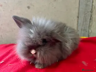 Mini Lop rabbits Stunning mini lop babies - Advert 12