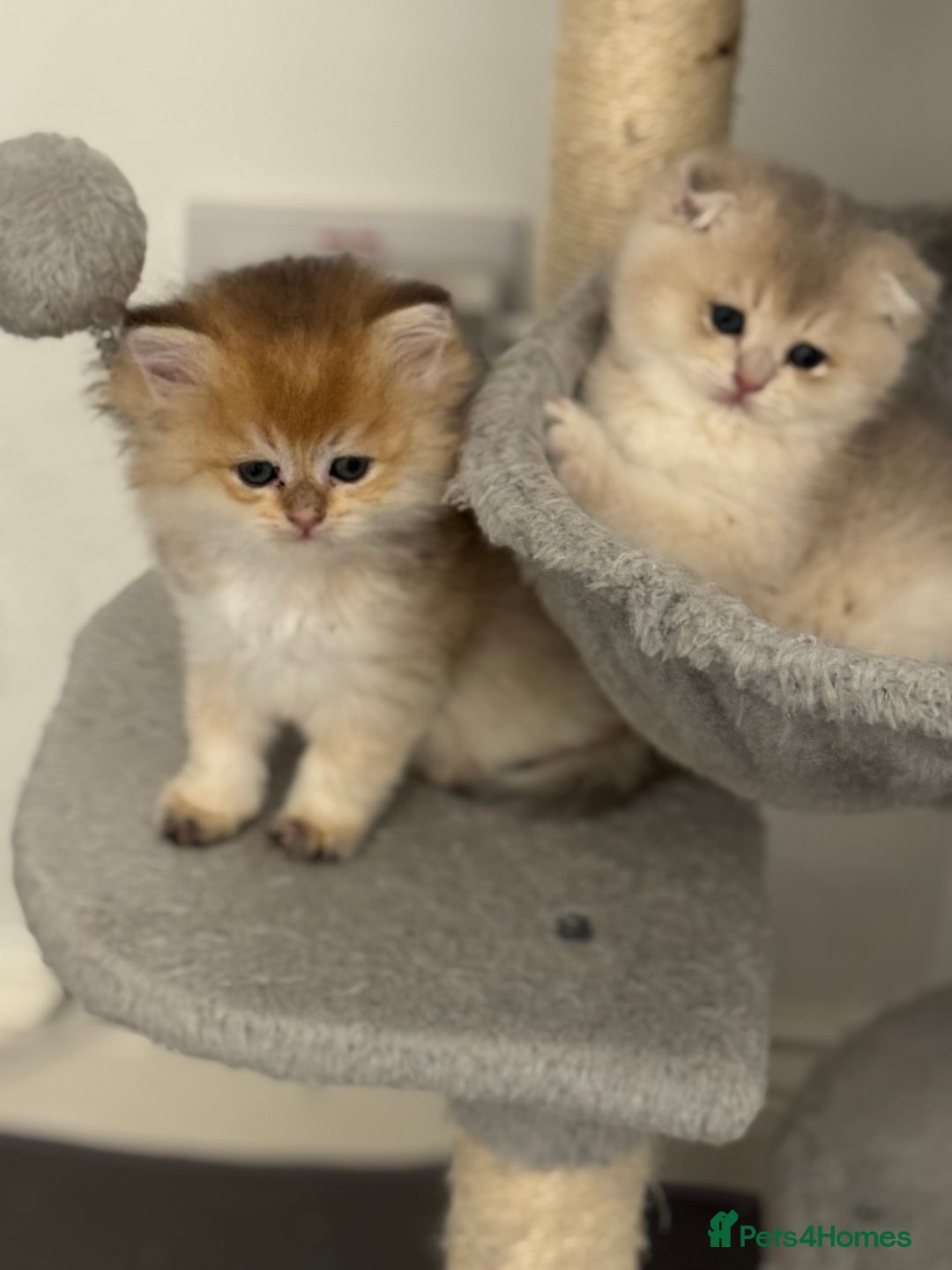 Scottish Fold cats for sale: six purebred Scottish kittens — all female,  - Advert 6