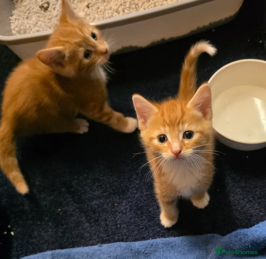 Mixed Breed cats for sale: Adorable kittens  - Advert 24