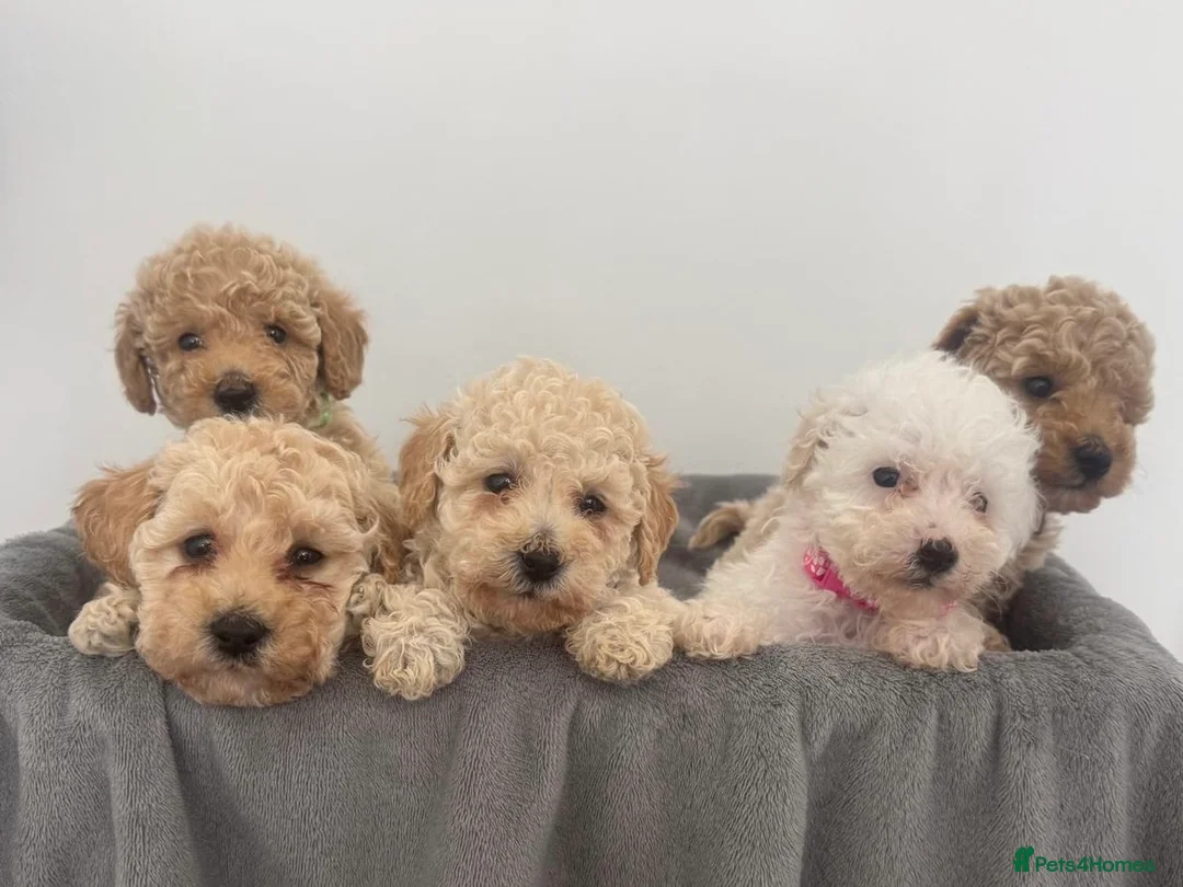Mixed Breed dogs for sale: Unusual Café Au Lait Poodle Puppies - Advert 1