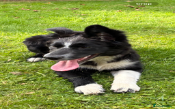 Border Collie dogs for sale: Maeve Border collie puppy  - Image 11
