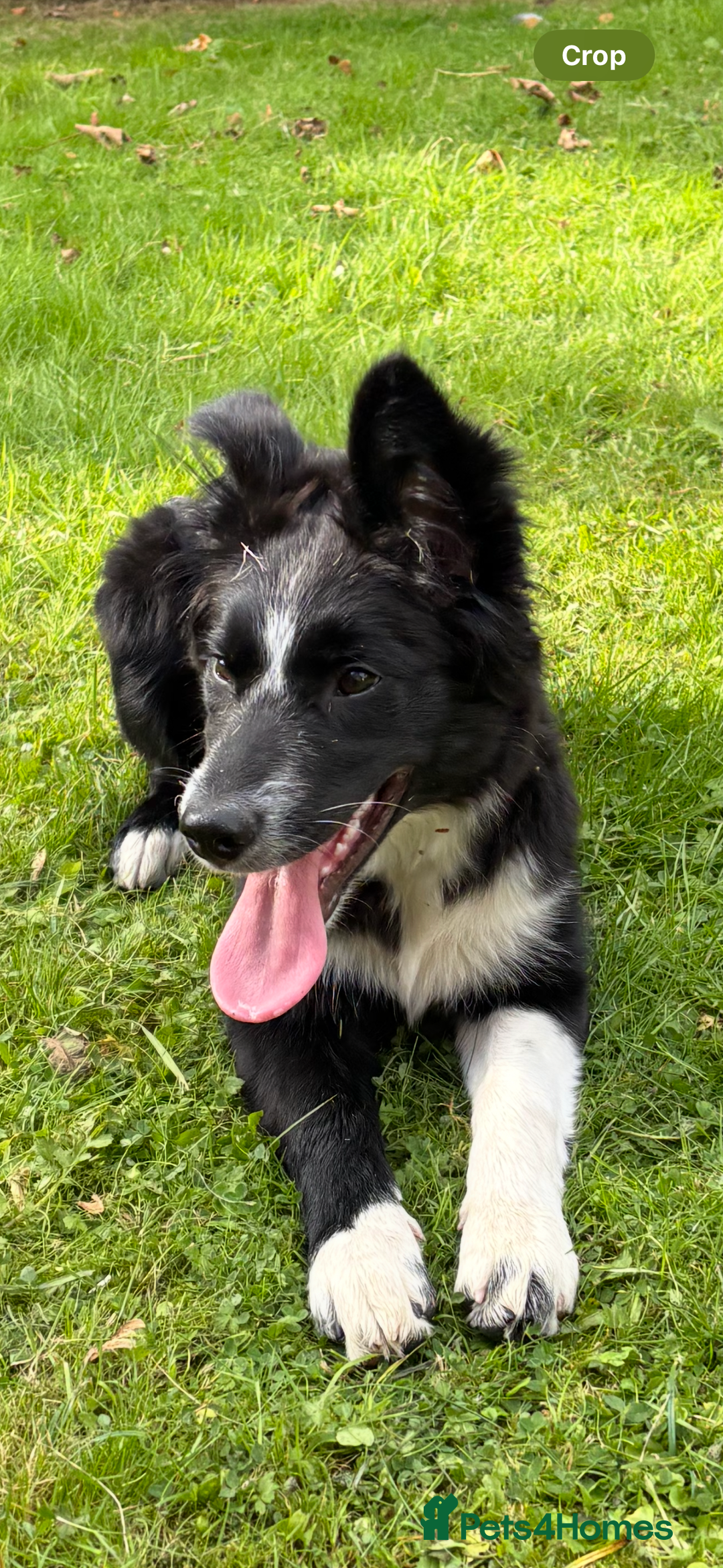 Border Collie dogs for sale: Maeve Border collie puppy  - Image 11