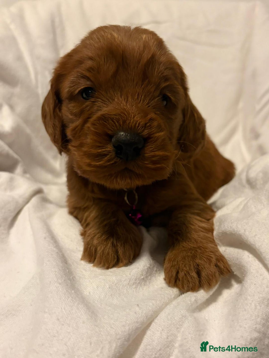 Cockapoo dogs for sale: Deep Red Cockapoos - Advert 17