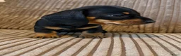 Miniature Dachshund dogs for sale: 1 male Kc reg pra clear mini smooth - Advert 13