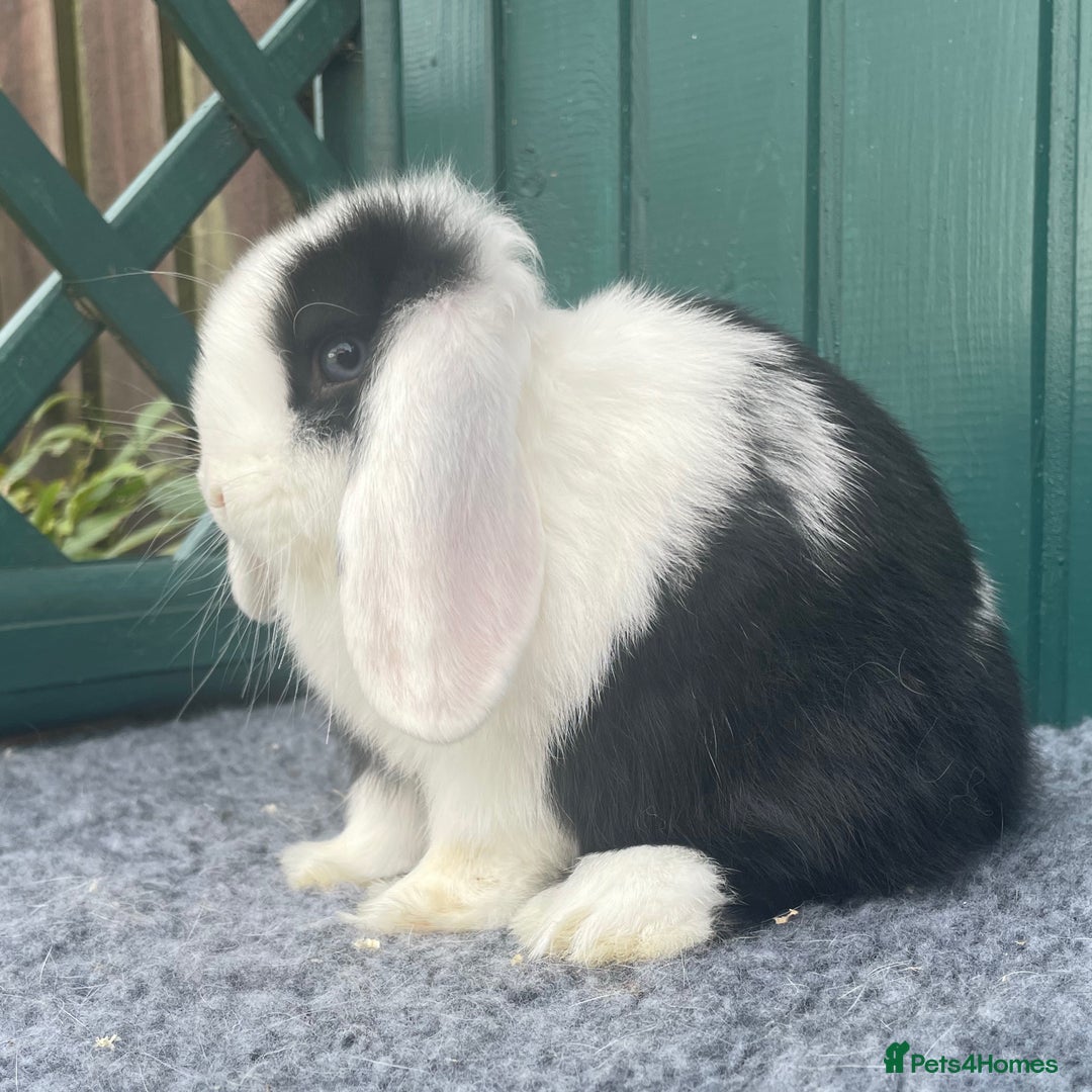 Mini Lop rabbits for sale: Mini Lop Black Extreme Doe - Image 5