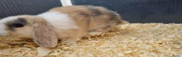 Mini Lop rabbits for sale: Stunning, well-handled Mini Lops in Stanley - Advert 4