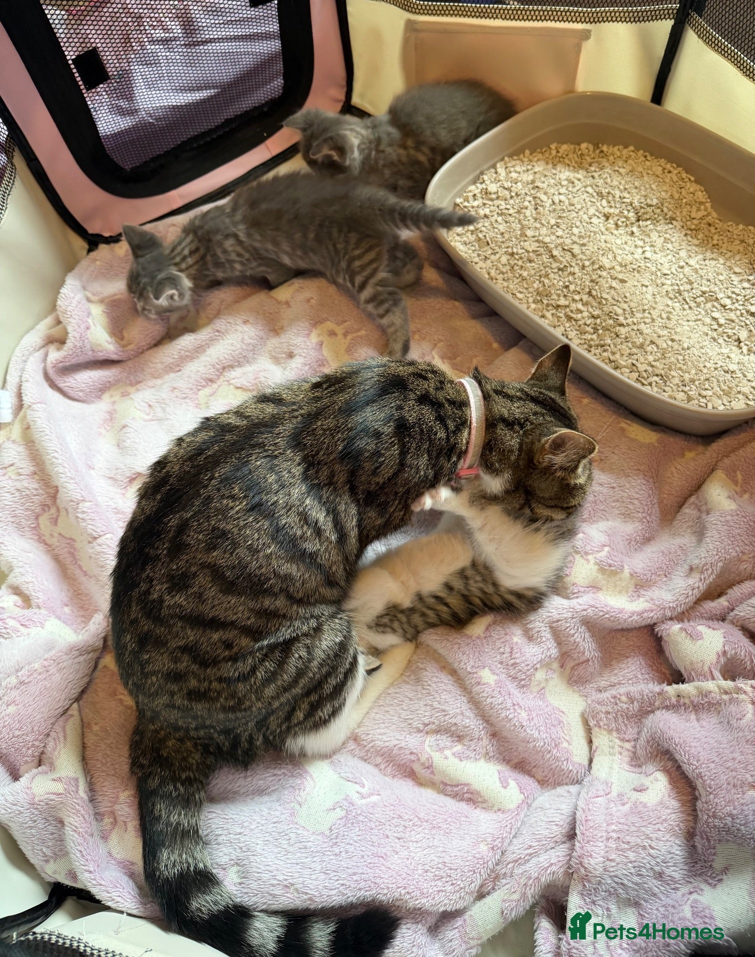 Mixed Breed cats Silver Tabby’s & Brown Tabby Kittens - Advert 1