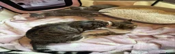 Mixed Breed cats for sale: Silver Tabby’s(Female & Male)& Brown Tabby Kittens - Advert 1
