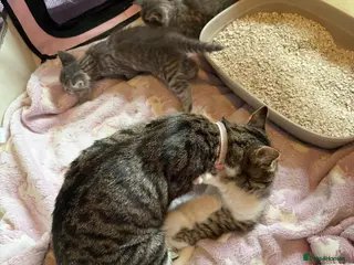 Mixed Breed cats Silver Tabby’s & Brown Tabby Kittens - Advert 1