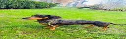 Dachshund dogs for stud: 🐾 Dachshund Stud Dogs Available 🐾 in Croydon - Advert 3
