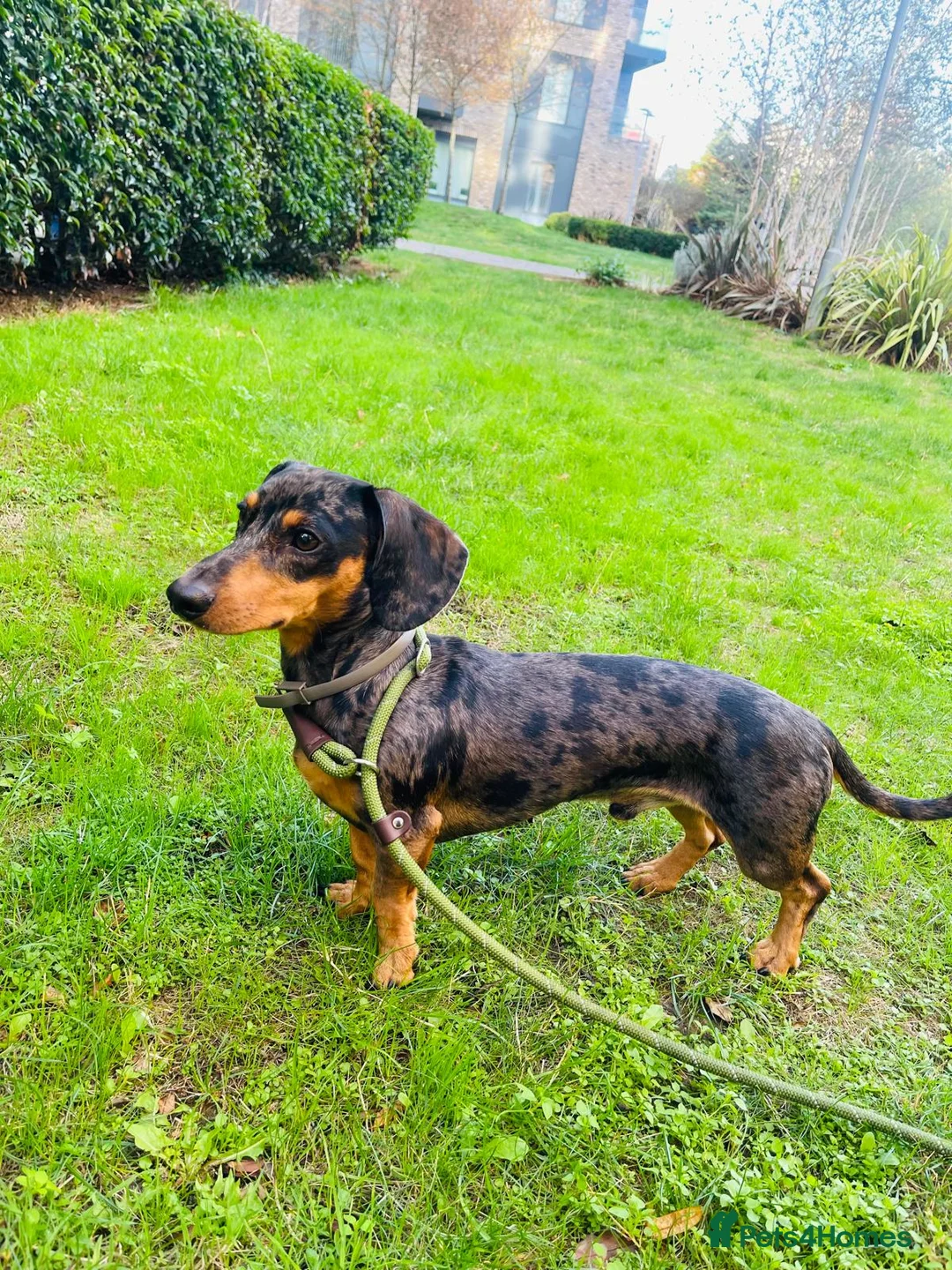 Dachshund dogs for stud: 🐾 Dachshund Stud Dogs Available 🐾 in Croydon - Advert 3