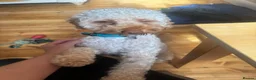 Miniature Poodle dogs for sale: Miniature poodle for sale  in Braintree - Advert 2