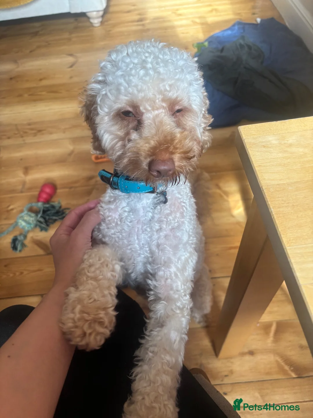 Miniature Poodle dogs for sale: Miniature poodle for sale  in Braintree - Advert 2