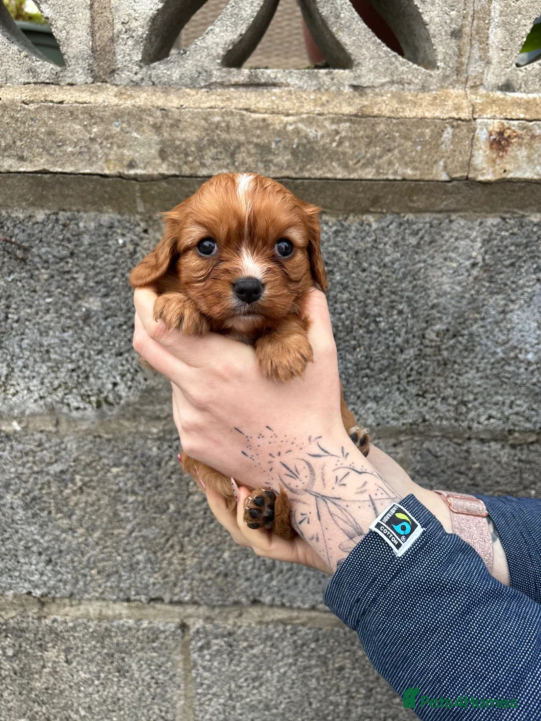 Cavalier King Charles Spaniel dogs for sale: Absolutely beautiful King Charles Cavalier puppies - Advert 34