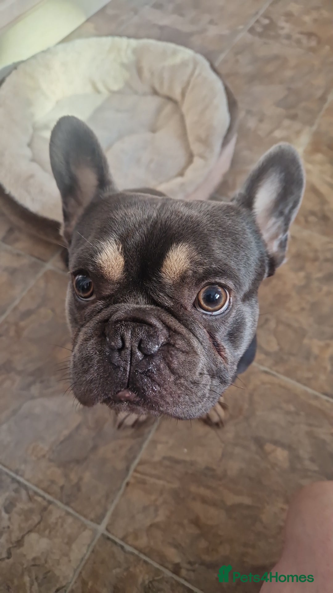 French Bulldog dogs for sale: 2 year old full breed French Bull boy - Advert 4