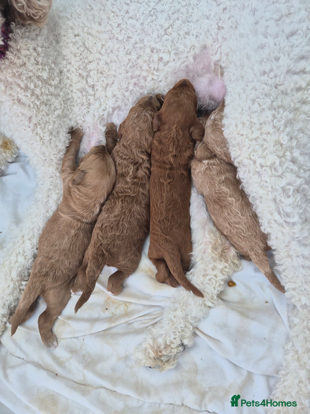 Labradoodle dogs for sale: Gorgeous Red Labradoodles- F3B - Advert 13