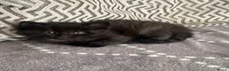 Mixed Breed cats for sale: Beautiful litter 3 left!! Ready to reserve now  - Advert 6