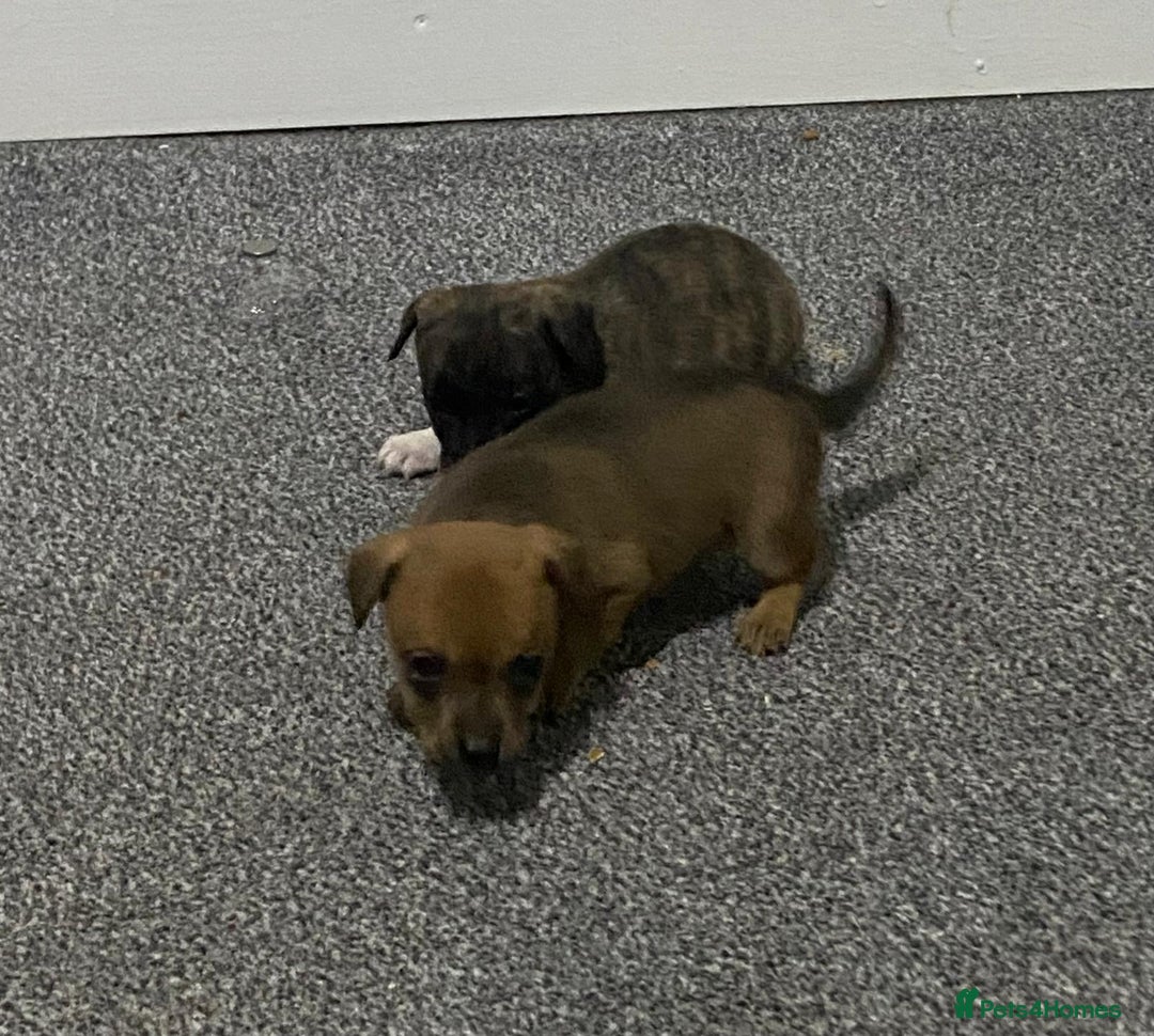 Chihuahua dogs for sale: Beautiful chihuahua puppies for sale  - Advert 17