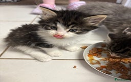 Domestic Shorthair cats for sale: 2 princes an 2 princess kittens  - Image 24