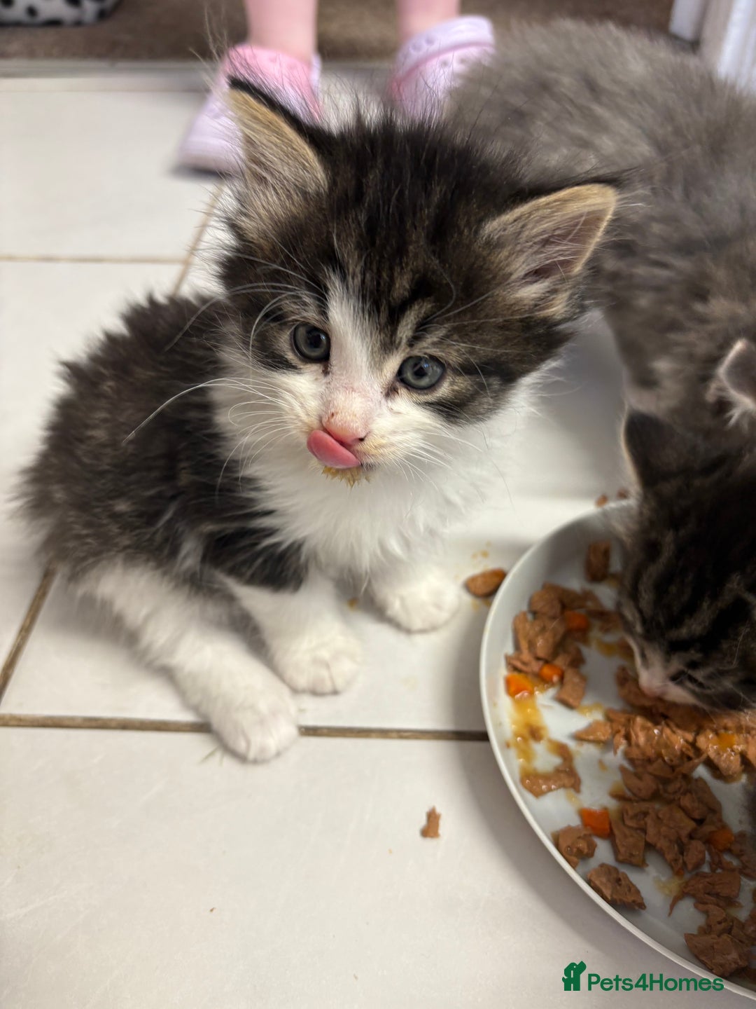 Domestic Shorthair cats for sale: 2 princes an 2 princess kittens  - Image 24