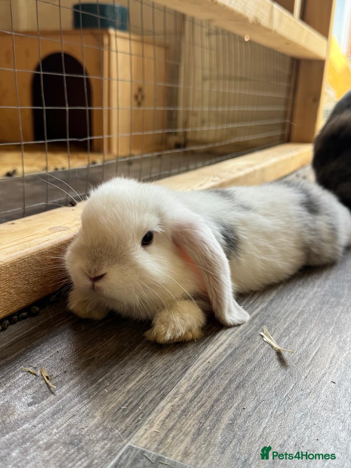 Mini Lop rabbits Last girl available  - Advert 2