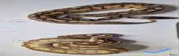 Python Snake reptiles for sale: Royal pythons in Dawlish - Advert 3
