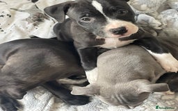 Staffordshire Bull Terrier dogs for sale: Sold  - Image 33