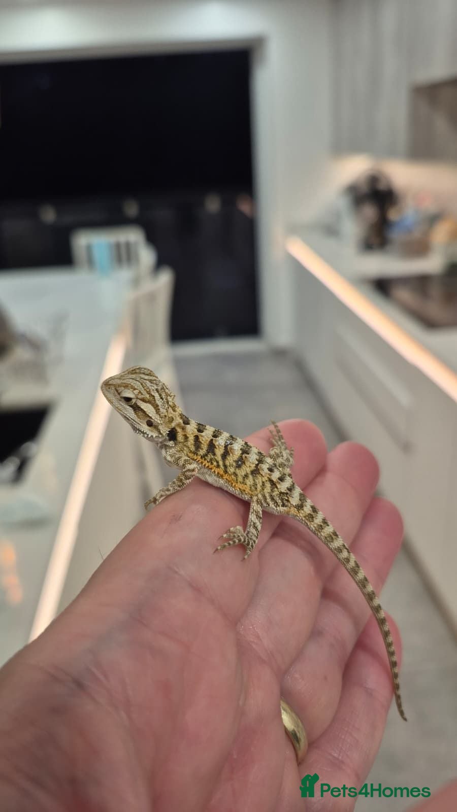 Bearded Dragon reptiles Friendly Bearded Dragon Babies - Advert 1