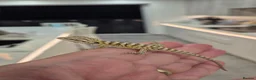 Bearded Dragon reptiles for sale: Friendly Bearded Dragon Babies - Advert 1