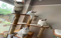Ragdoll cats for sale: Ragdoll kittens from Moonliteyecats  - Image 30