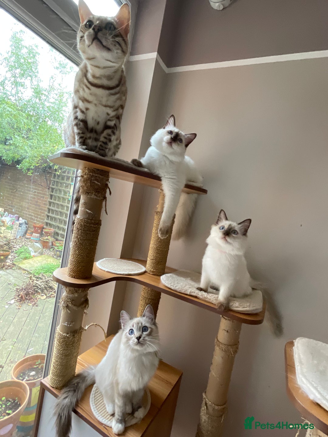Ragdoll cats for sale: Ragdoll kittens from Moonliteyecats  - Image 30
