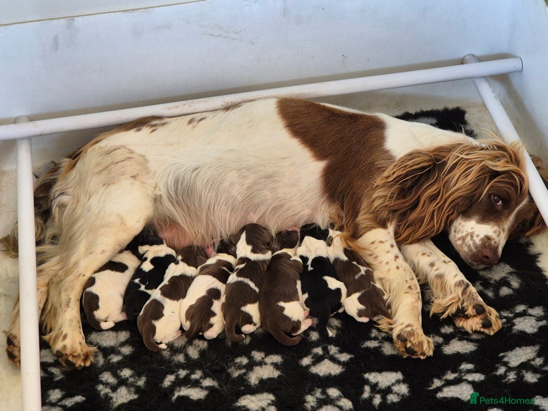 English Springer Spaniel dogs for sale: English Springer Spaniel Pups - Image 7