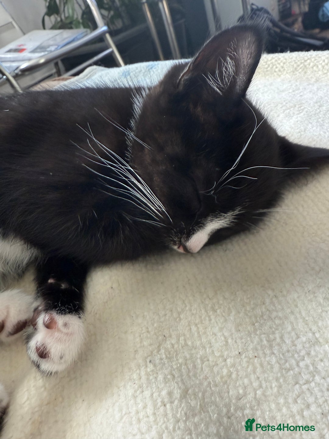 Mixed Breed cats for sale: Kittens  - Image 17