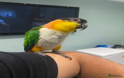 Parrots birds for sale: Hand Reared Black headed Caique - Image 1