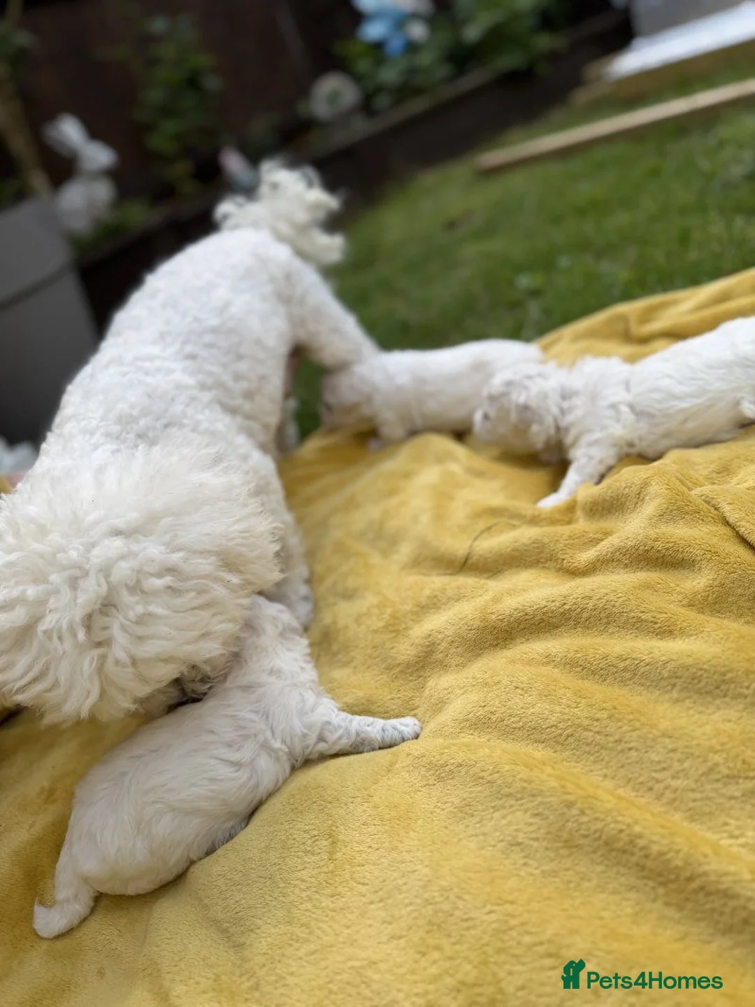 Bichon Frise dogs for sale: ⭐️Gorgeous Bichon Frise Puppies Available ⭐️ in Glasgow - Advert 2
