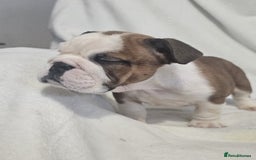 English Bulldog dogs for sale: Champion English bulldogs - Image 9