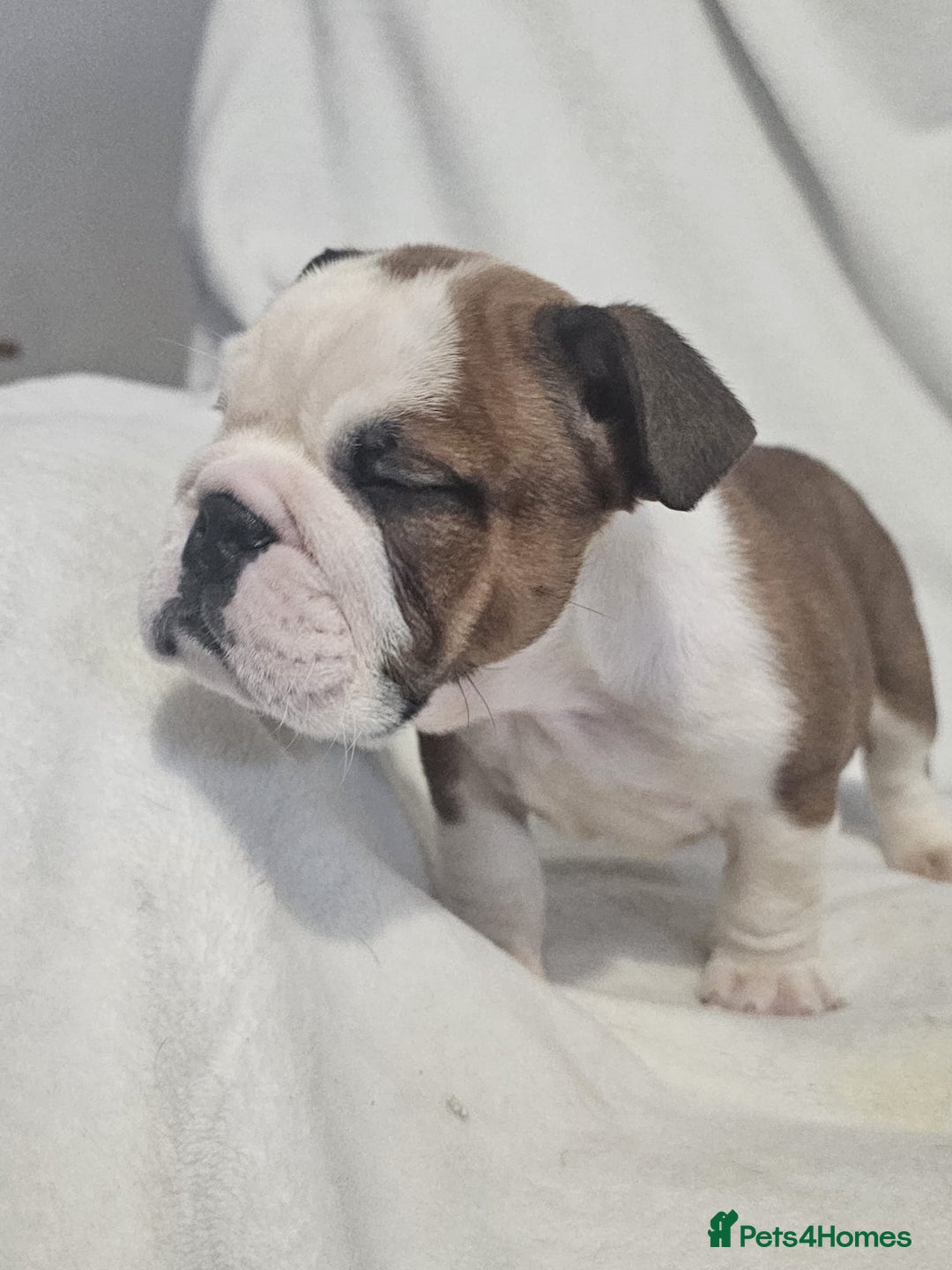 English Bulldog dogs for sale: Champion English bulldogs - Image 9
