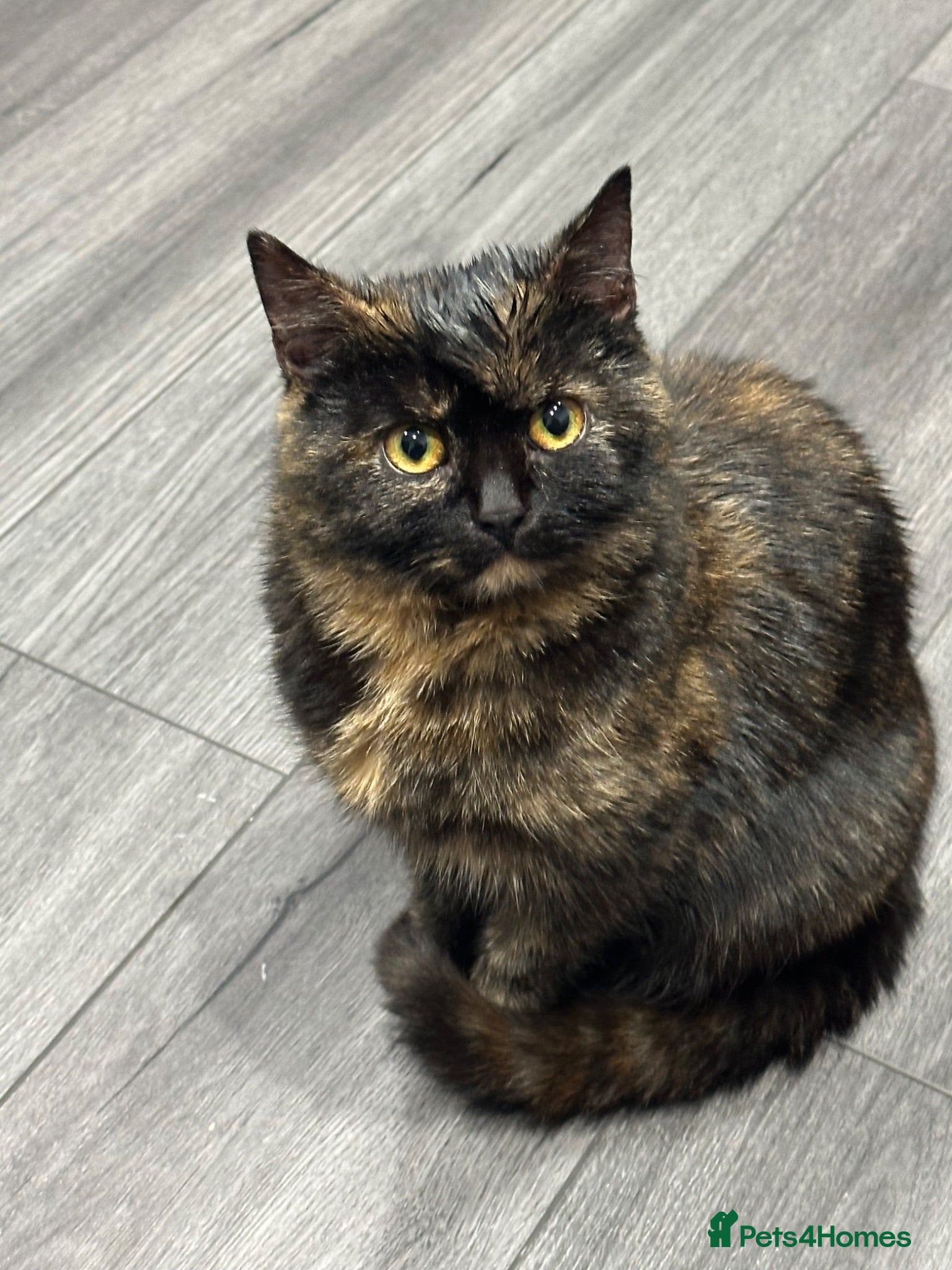 Mixed Breed cats Kittens for sale - Advert 2