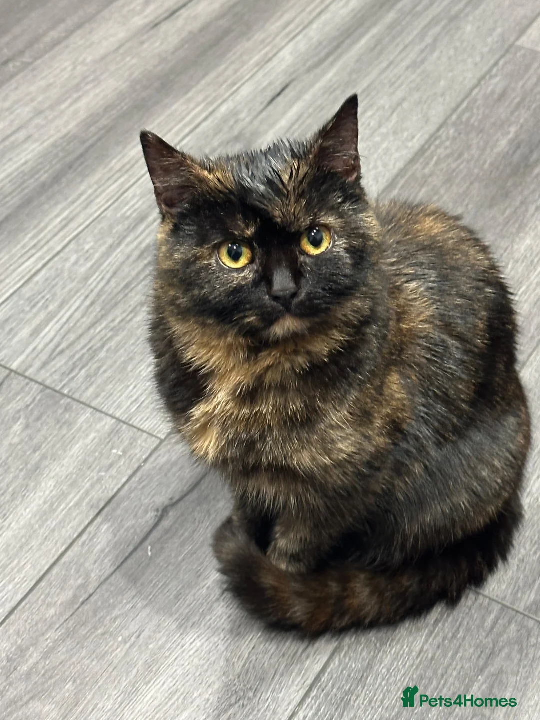 Mixed Breed cats for sale: Kittens for sale in Crawley - Advert 1