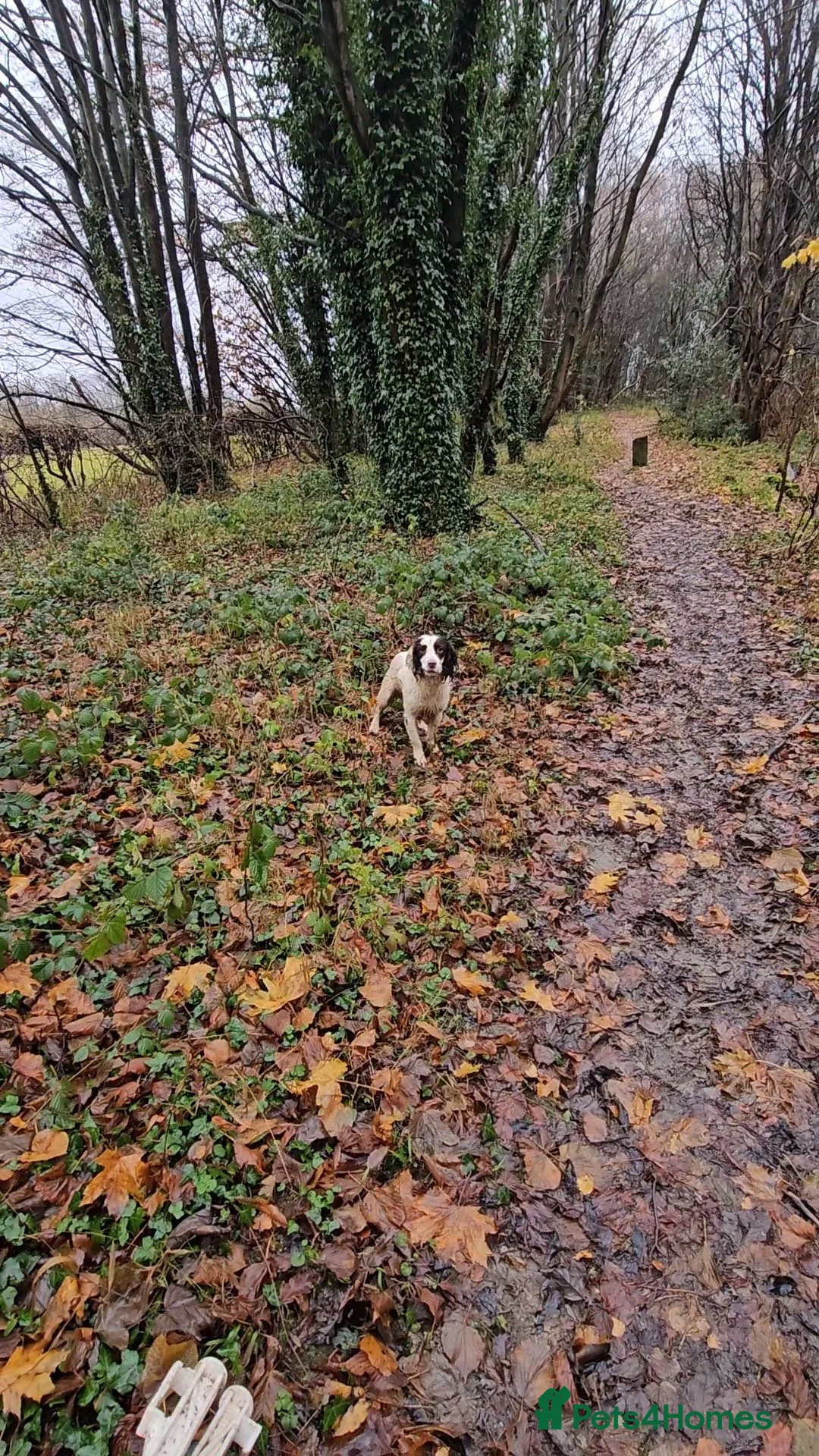 English Springer Spaniel dogs for stud: KC health tested. Hard hunting L&W ESS stud in Chesterfield - Advert 7