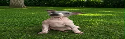 Mixed Breed dogs for sale: American Hairless Terrier Puppies  - Advert 8